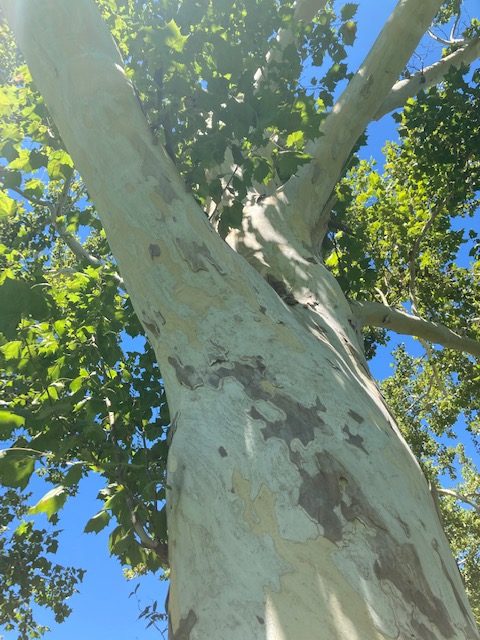 “Three Trees” by Sarah Gorham
