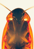 Cockroach Bay Header