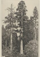 Baby Sequoia (1915) Ernest Haskell (American, 1876-1925) Landscape / Artvee