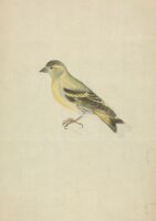 A Finch James Sowerby (English, 1757 – 1822)