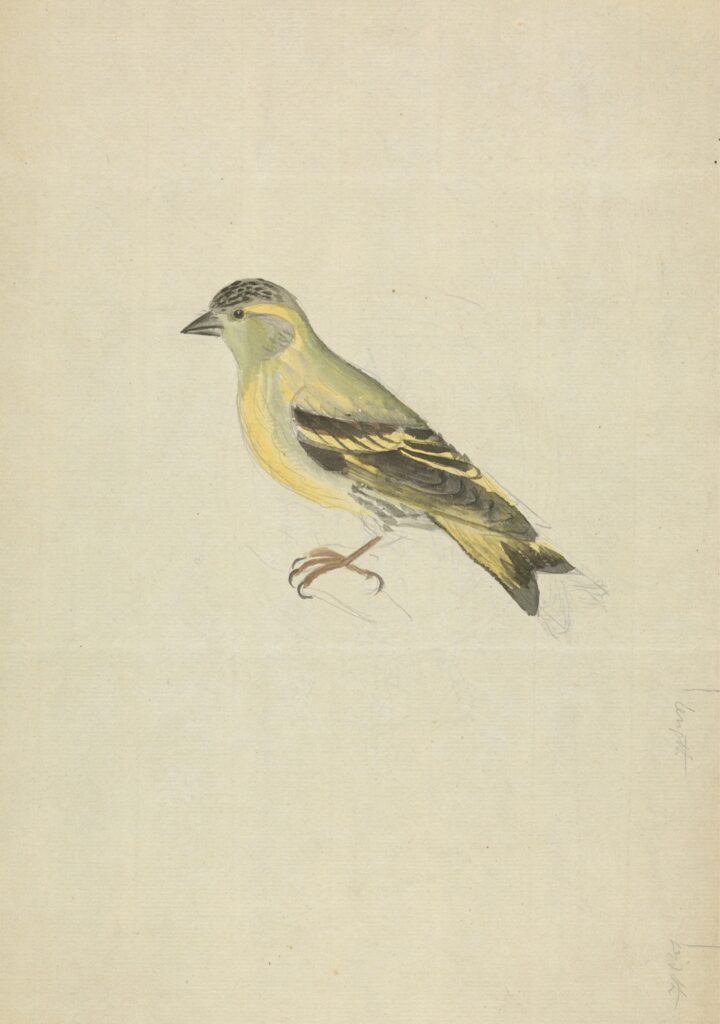 “The Finch” by David Ryan