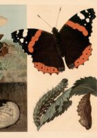 Cockchafer and butterfly (1882) Emil Schmidt (German, 1839–1909). Artvee.